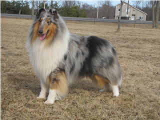 Dooley