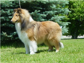Nova