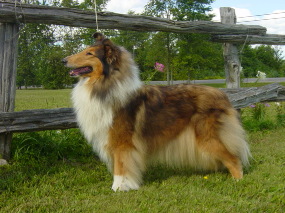 Catarra